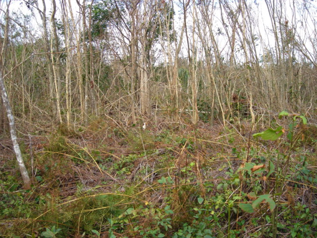 dsc00534.jpg